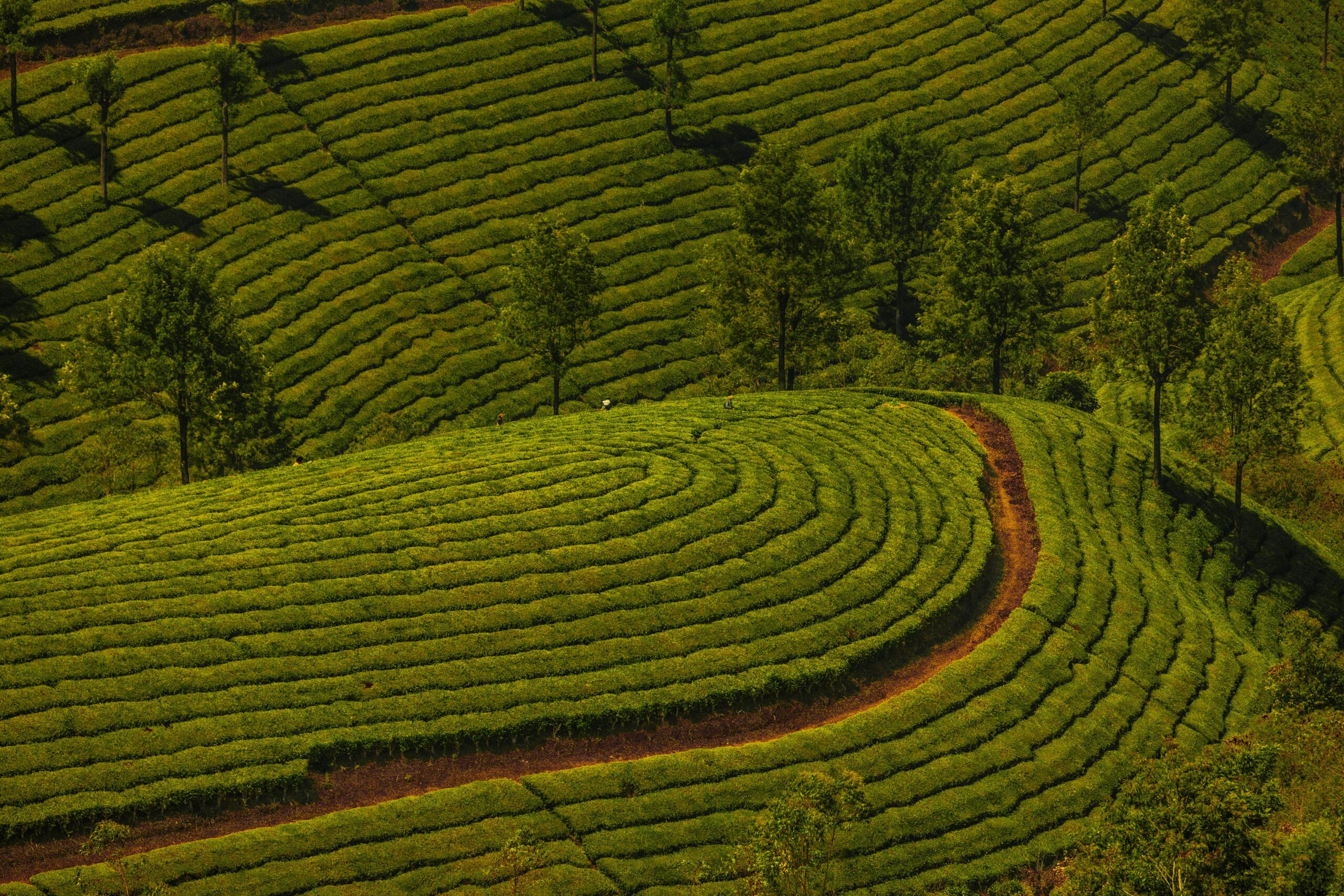 Classic 5 Days Kerala Honeymoon Tour Package